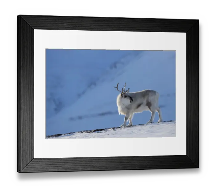 Framed Print : RF - Reindeer (Rangifer tarandus) on a snowy ridge, Svalbard, Norway, April