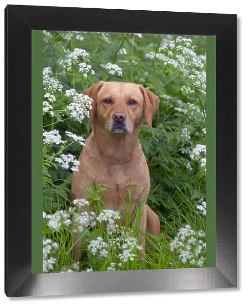 Yellow Labrador portrait in wild flowers