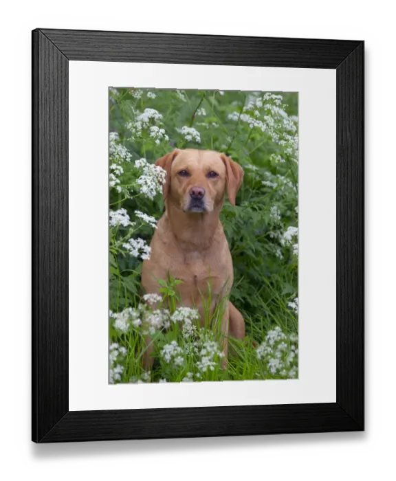 Framed Print : Yellow Labrador portrait in wild flowers Framed Print : Yellow Labrador portrait in wild flowers