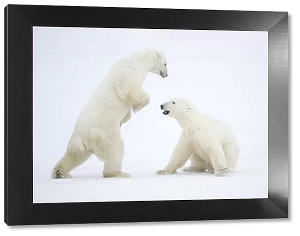 RF - Polar Bear (Ursus maritimus) males fighting, Churchill, Canada, November