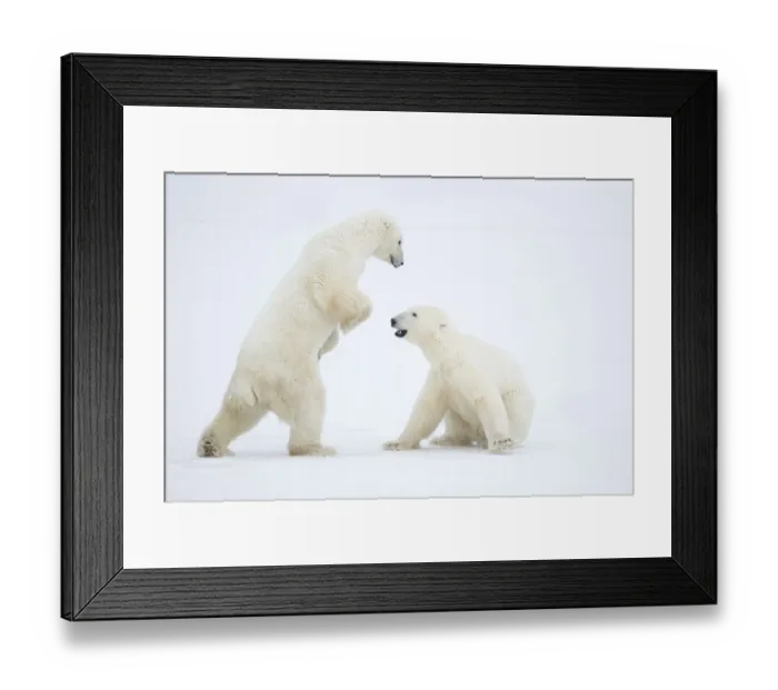 Framed Print : RF - Polar Bear (Ursus maritimus) males fighting, Churchill, Canada, November Framed Print : RF - Polar Bear (Ursus maritimus) males fighting, Churchill, Canada, November