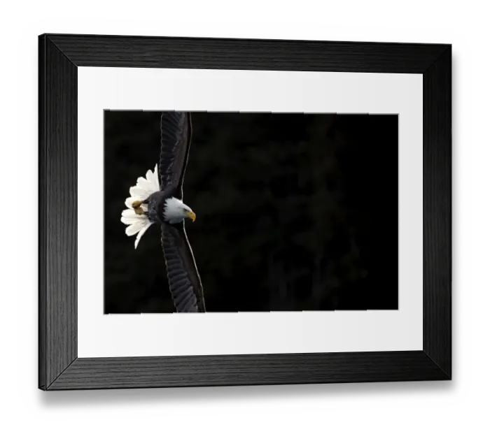 Framed Print : Bald eagle (Haliaeetus leucocephalus) in flight, Alaska, USA, February Framed Print : Bald eagle (Haliaeetus leucocephalus) in flight, Alaska, USA, February