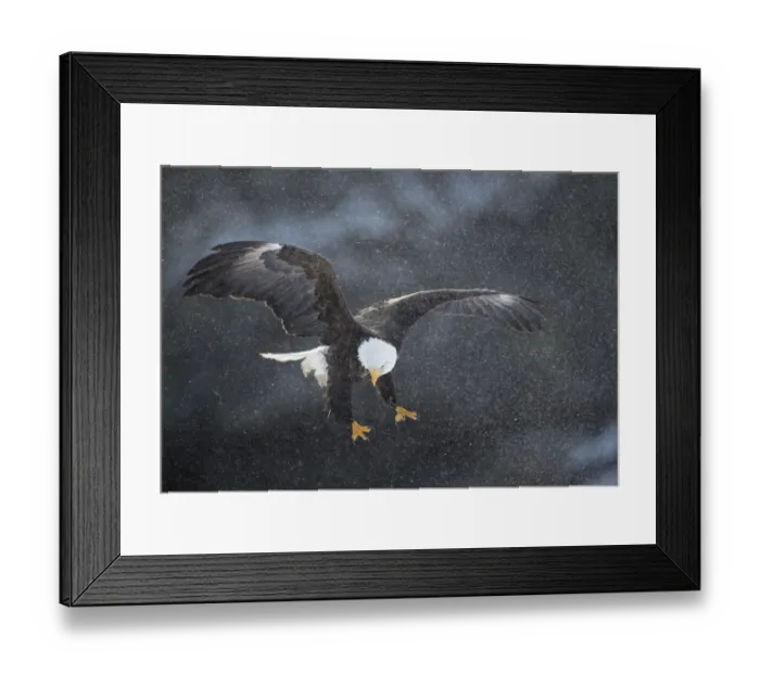 Framed Print : Bald eagle (Haliaeetus leucocephalus) in flight in snow, Alaska, USA, February Framed Print : Bald eagle (Haliaeetus leucocephalus) in flight in snow, Alaska, USA, February