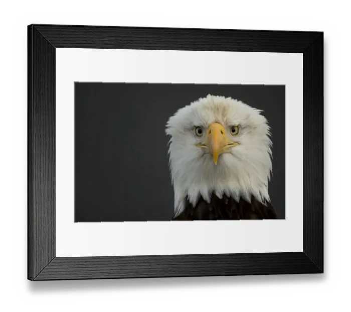 Framed Print : Bald eagle (Haliaeetus leucocephalus) head portrait, Alaska, USA, February Framed Print : Bald eagle (Haliaeetus leucocephalus) head portrait, Alaska, USA, February