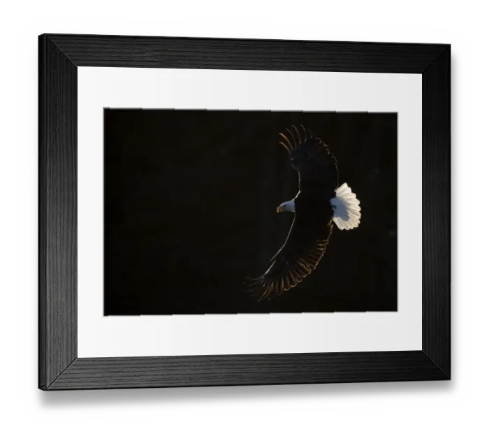 Framed Print : Bald eagle (Haliaeetus leucocephalus) in flight, Alaska, USA, February Framed Print : Bald eagle (Haliaeetus leucocephalus) in flight, Alaska, USA, February