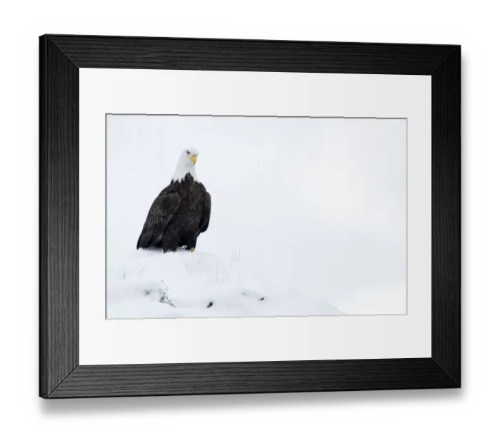 Framed Print : Bald eagle (Haliaeetus leucocephalus) in snow, Alaska, USA, February