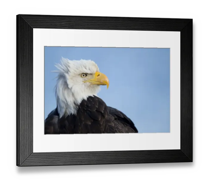 Framed Print : Bald eagle (Haliaeetus leucocephalus) portrait, Alaska, USA, February Framed Print : Bald eagle (Haliaeetus leucocephalus) portrait, Alaska, USA, February
