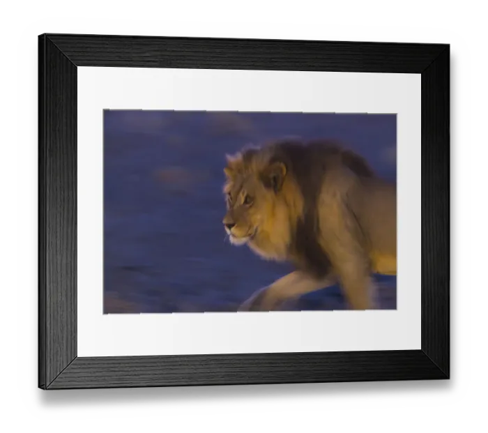 Framed Print : Male African lion (Panthera leo) at night, Kalahari Desert, Botswana Framed Print : Male African lion (Panthera leo) at night, Kalahari Desert, Botswana