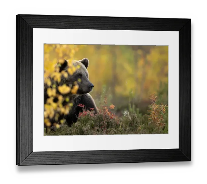 Framed Print : Brown bear (Ursus arctos) in autumnal forest, Finland, September Framed Print : Brown bear (Ursus arctos) in autumnal forest, Finland, September