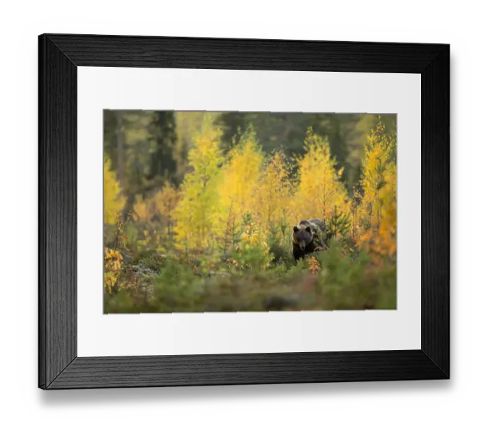 Framed Print : Brown bear (Ursus arctos) in autumnal forest, Finland, September Framed Print : Brown bear (Ursus arctos) in autumnal forest, Finland, September