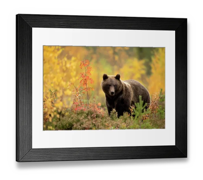 Framed Print : Brown bear (Ursus arctos) in autumnal forest, Finland, September Framed Print : Brown bear (Ursus arctos) in autumnal forest, Finland, September