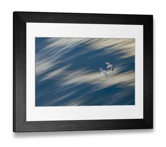 Framed Print : Two juvenile Atlantic yellow legged gulls (Larus michahellis) in flight, Izmir, Turkey Framed Print : Two juvenile Atlantic yellow legged gulls (Larus michahellis) in flight, Izmir, Turkey