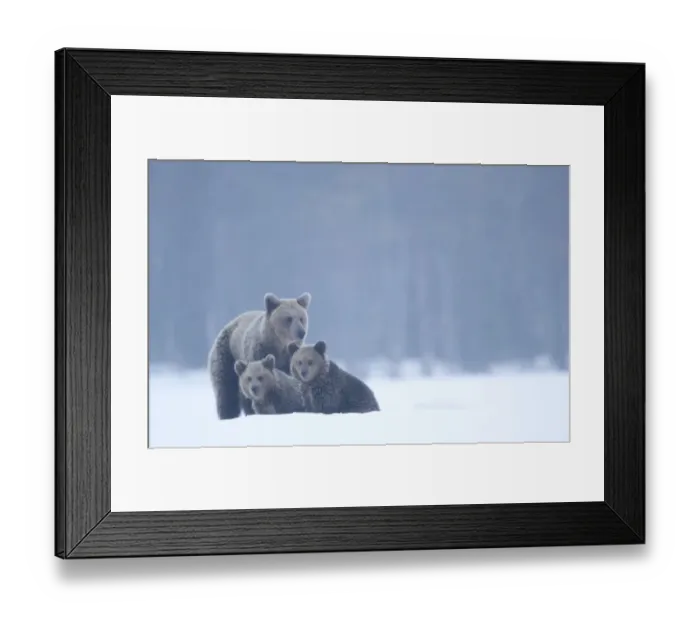 Framed Print : Brown bear (Ursus arctos) and cubs in the snow, Finland, April Framed Print : Brown bear (Ursus arctos) and cubs in the snow, Finland, April