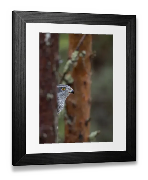 Framed Print : Goshawk (Accipiter gentilis) perched in a tree, Norway, January Framed Print : Goshawk (Accipiter gentilis) perched in a tree, Norway, January