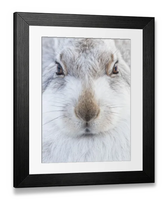 Framed Print : Mountain Hare (Lepus timidus) resting, close up portrait, Cairngorms, Scotland, February Framed Print : Mountain Hare (Lepus timidus) resting, close up portrait, Cairngorms, Scotland, February