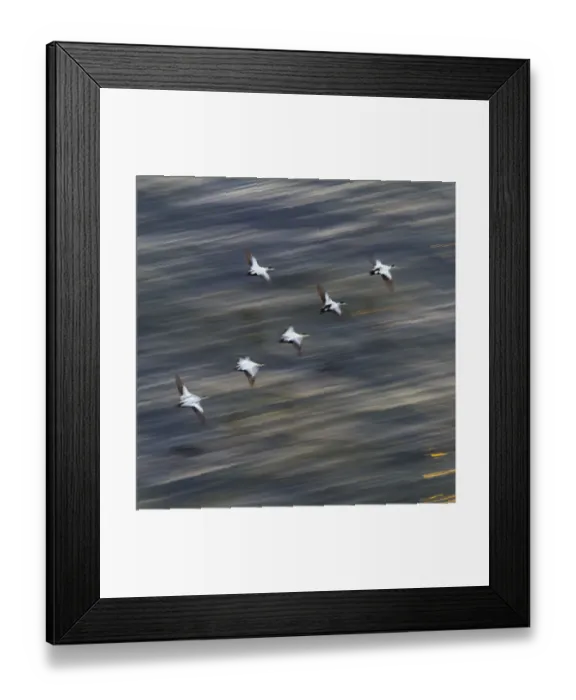 Framed Print : Group of male Common eiders (Somateria mollissima) in flight, Iceland, June Framed Print : Group of male Common eiders (Somateria mollissima) in flight, Iceland, June