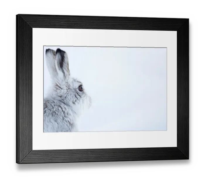 Framed Print : Mountain Hare (Lepus timidus) side view portrait, Cairngorms, Scotland, February Framed Print : Mountain Hare (Lepus timidus) side view portrait, Cairngorms, Scotland, February