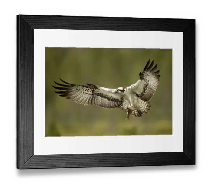 Framed Print : Osprey (Pandion haliaetus) in flight with a fish, Finland, July Framed Print : Osprey (Pandion haliaetus) in flight with a fish, Finland, July