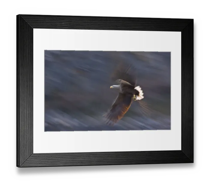 Framed Print : White-tailed eagle (Haliaeetus albicilla) in flight, Norway, April Framed Print : White-tailed eagle (Haliaeetus albicilla) in flight, Norway, April