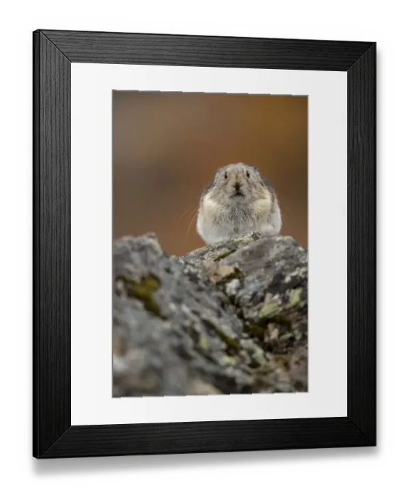 Framed Print : Pika (Ochotona princeps) resting, Denali National Park, Alaska, USA, September Framed Print : Pika (Ochotona princeps) resting, Denali National Park, Alaska, USA, September