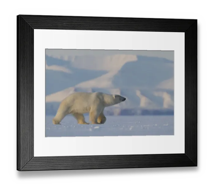 Framed Print : Polar bear (Ursus maritimus) walking in snow, Svalbard, Norway, April