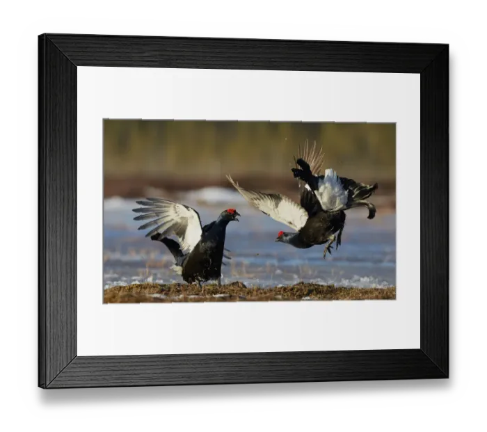 Framed Print : Two male Black grouse (Lyrurus tetrix) displaying at lek, Utajarvi, Finland, April Framed Print : Two male Black grouse (Lyrurus tetrix) displaying at lek, Utajarvi, Finland, April