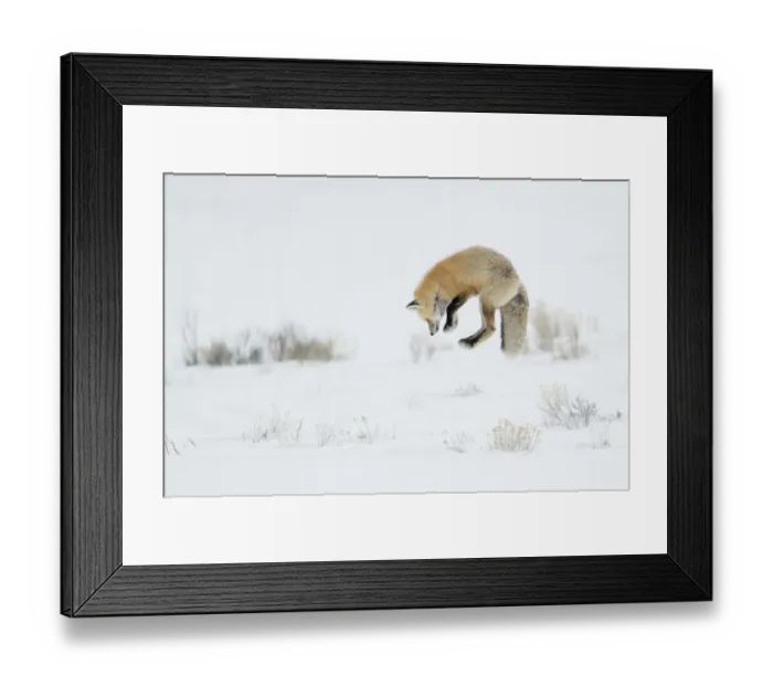 Framed Print : Red fox (Vulpes vulpes) jumping, Yellowstone National Park, Wyoming, USA, February Framed Print : Red fox (Vulpes vulpes) jumping, Yellowstone National Park, Wyoming, USA, February