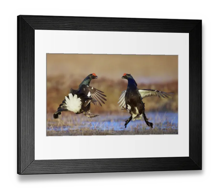 Framed Print : Two male Black grouse (Lyrurus tetrix) displaying at lek, Utajarvi, Finland, April