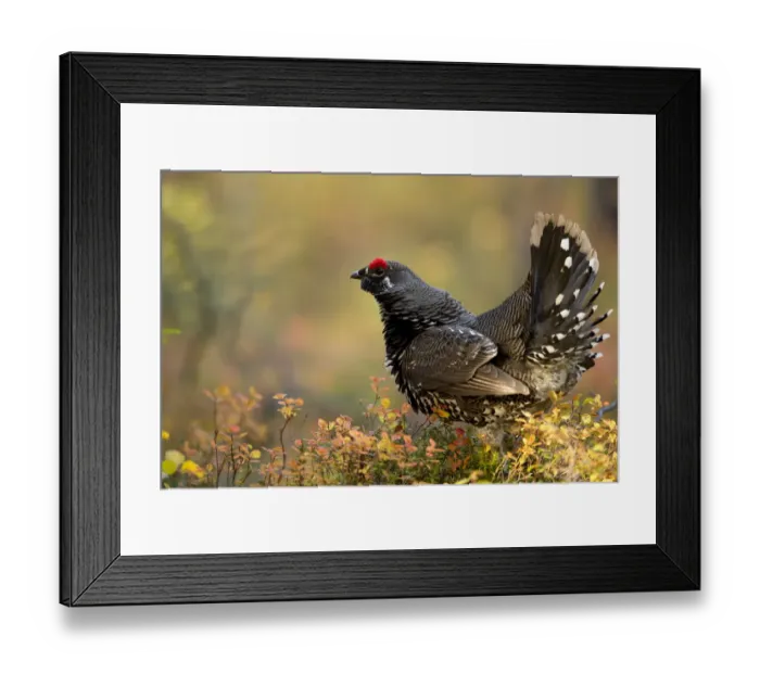 Framed Print : Spruce grouse (Falcipennis canadensis) in forest, Denali National Park, Alaska, USA Framed Print : Spruce grouse (Falcipennis canadensis) in forest, Denali National Park, Alaska, USA
