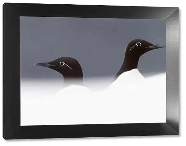 Two Guillemots (Uria aalge), Vardo, Norway, March