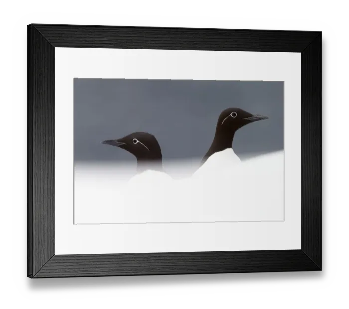 Framed Print : Two Guillemots (Uria aalge), Vardo, Norway, March Framed Print : Two Guillemots (Uria aalge), Vardo, Norway, March