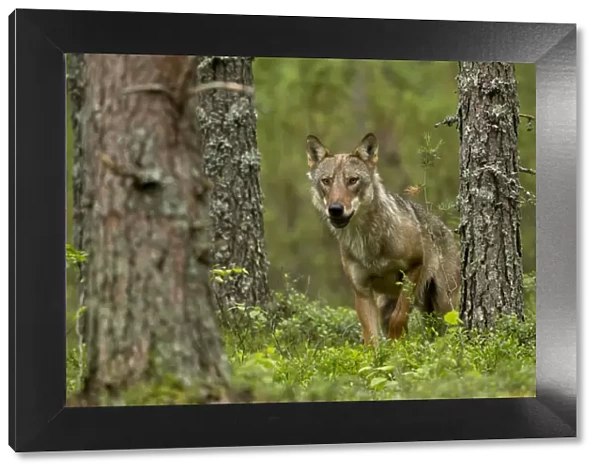 Wolf portrait (Canis lupus) in a forest, Finland, July