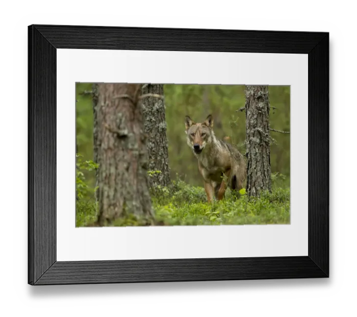 Framed Print : Wolf portrait (Canis lupus) in a forest, Finland, July Framed Print : Wolf portrait (Canis lupus) in a forest, Finland, July