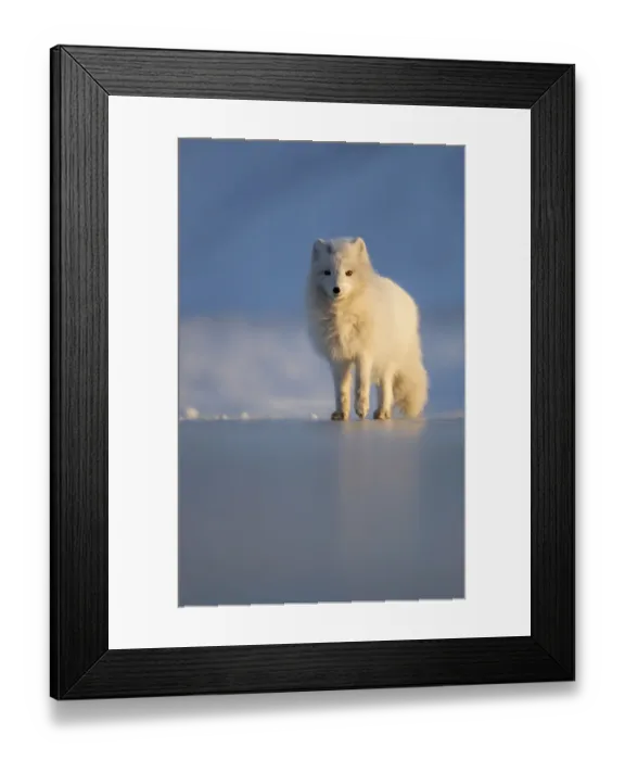 Framed Print : Arctic fox (Alopex lagopus) Svalbard, Norway, April Framed Print : Arctic fox (Alopex lagopus) Svalbard, Norway, April