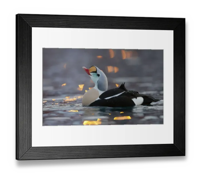 Framed Print : Male King eider (Somateria spectabilis) displaying, Norway, February Framed Print : Male King eider (Somateria spectabilis) displaying, Norway, February