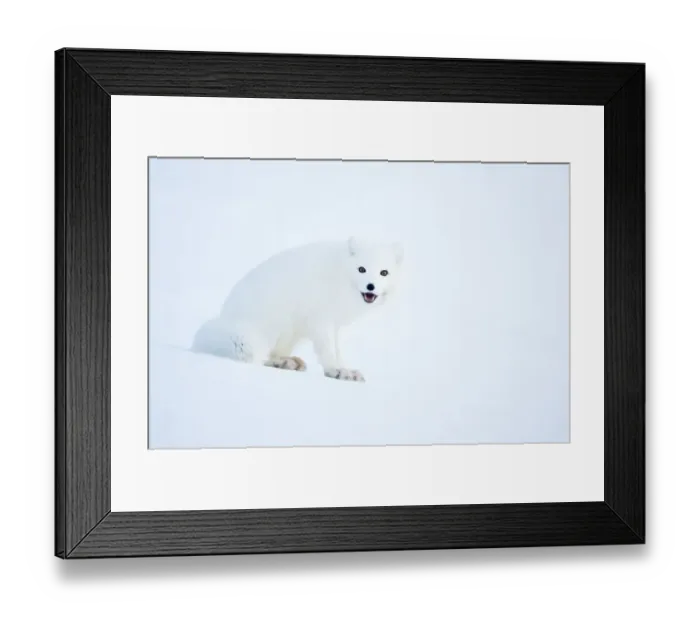 Framed Print : Arctic fox (Alopex lagopus), in winter coat portrait, Svalbard, Norway, April Framed Print : Arctic fox (Alopex lagopus), in winter coat portrait, Svalbard, Norway, April