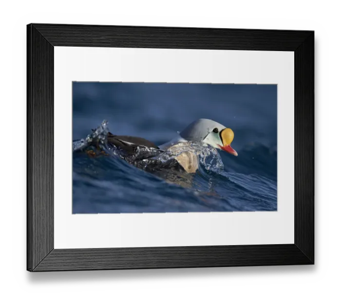 Framed Print : Male King eider (Somateria spectabilis) surfacing, Batsfjord, Norway, March Framed Print : Male King eider (Somateria spectabilis) surfacing, Batsfjord, Norway, March