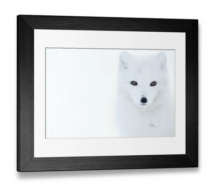Framed Print : Arctic fox (Alopex lagopus), in winter coat portrait, Svalbard, Norway, April Framed Print : Arctic fox (Alopex lagopus), in winter coat portrait, Svalbard, Norway, April