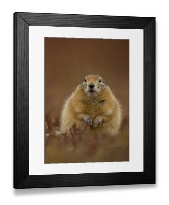 Framed Print : Arctic ground squirrel (Spermophilus parryii) portrait, Denali National Park, Alaska Framed Print : Arctic ground squirrel (Spermophilus parryii) portrait, Denali National Park, Alaska