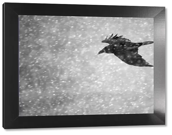 Commen raven (Corvus corax) flying in falling snow, Vardo, Norway, March