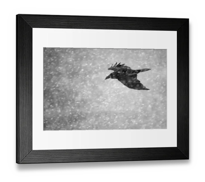 Framed Print : Commen raven (Corvus corax) flying in falling snow, Vardo, Norway, March Framed Print : Commen raven (Corvus corax) flying in falling snow, Vardo, Norway, March