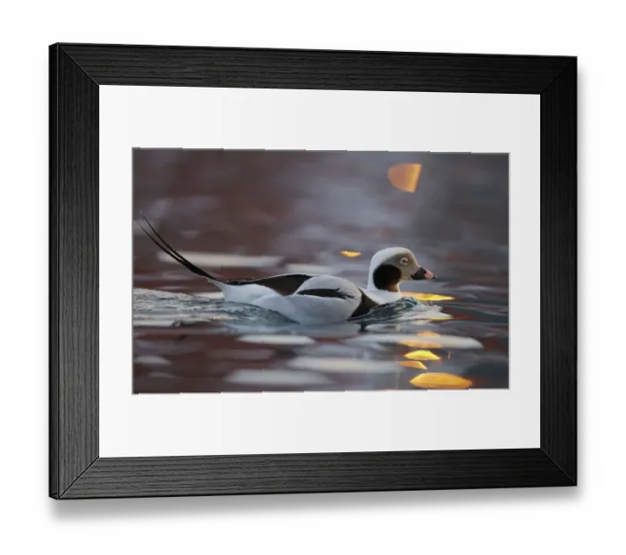 Framed Print : Male Long-tailed duck (Clangula hyemalis), Batsfjord, Norway, March Framed Print : Male Long-tailed duck (Clangula hyemalis), Batsfjord, Norway, March