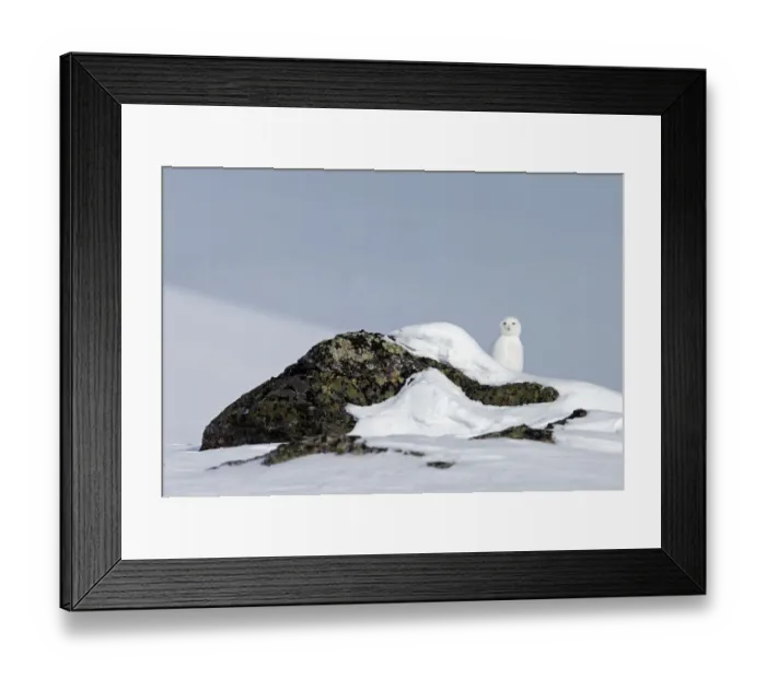 Framed Print : Snowy owl (Bubo scandiaca) in landscape, Utsjoki, Finland, April Framed Print : Snowy owl (Bubo scandiaca) in landscape, Utsjoki, Finland, April
