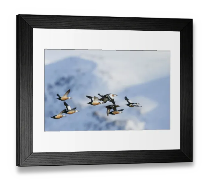 Framed Print : Flock of Stellers eiders (Polysticta stelleri) in flight, Batsfjord, Norway, March Framed Print : Flock of Stellers eiders (Polysticta stelleri) in flight, Batsfjord, Norway, March