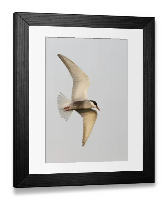 Framed Print : Whiskered tern (Chlidonias hybridus), Hungary, June Framed Print : Whiskered tern (Chlidonias hybridus), Hungary, June