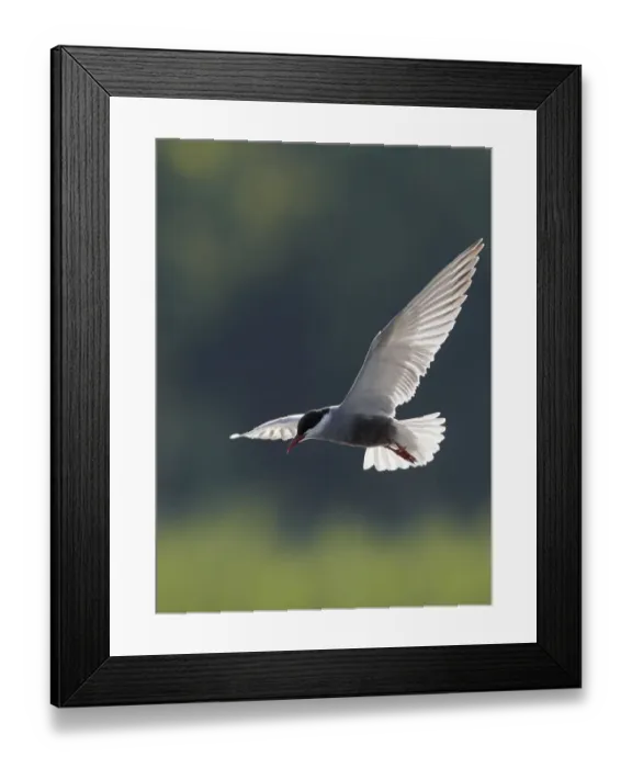 Framed Print : Whiskered tern (Chlidonias hybridus), Hungary, June Framed Print : Whiskered tern (Chlidonias hybridus), Hungary, June