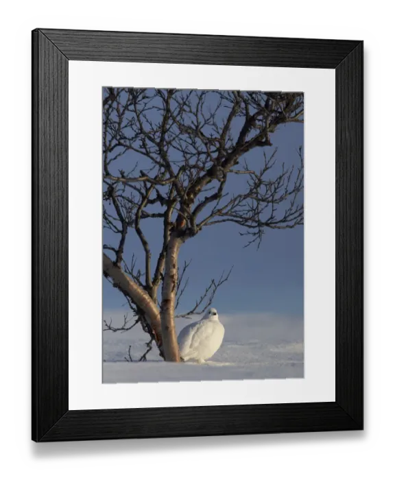 Framed Print : Willow grouse (Lagopus lagopus) in winter plumage, Utsjoki, Finland, April Framed Print : Willow grouse (Lagopus lagopus) in winter plumage, Utsjoki, Finland, April