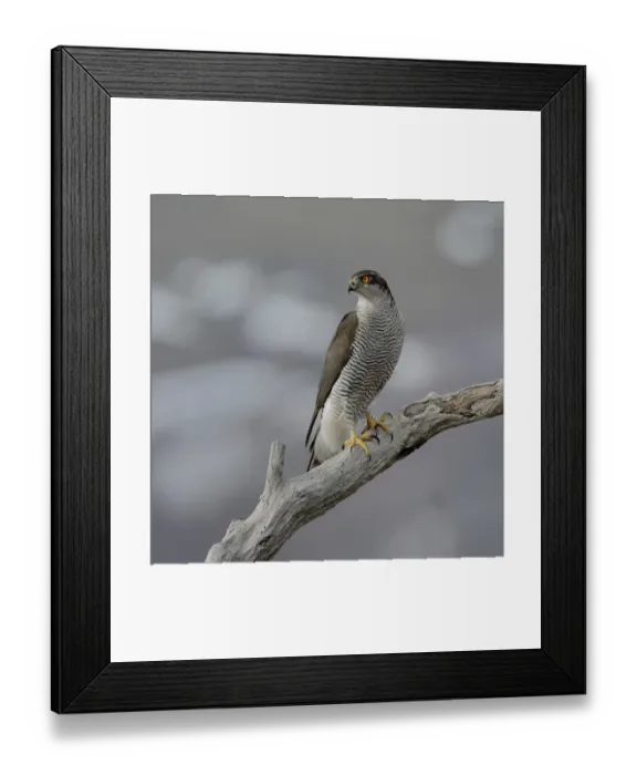 Framed Print : Northern Goshawk(Accipiter gentilis) on a branch, Bulgaria, February Framed Print : Northern Goshawk(Accipiter gentilis) on a branch, Bulgaria, February