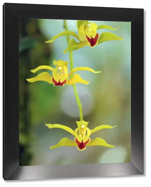 Lows cymbidium (Cymbidium lowianum) endemic tree orchid, Gaoligongshan NP, Yunnan province
