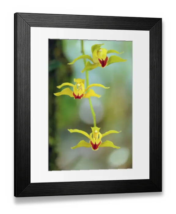 Framed Print : Lows cymbidium (Cymbidium lowianum) endemic tree orchid, Gaoligongshan NP, Yunnan province Framed Print : Lows cymbidium (Cymbidium lowianum) endemic tree orchid, Gaoligongshan NP, Yunnan province